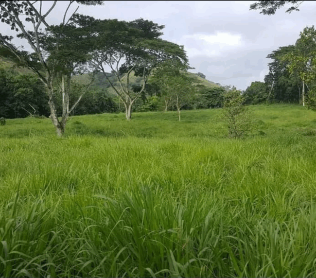 finca seibo guaymate